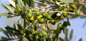 تعريف_شجرة_الزيتون