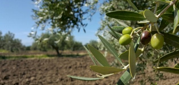 زراعة أشجار الزيتون بدكالة .. دينامية كبيرة ومردودية عالية رغم التقلبات المناخية
