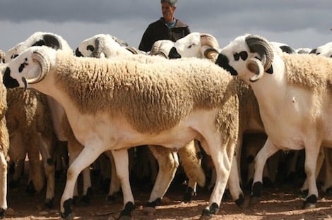 Mouton_Ai__d_Al__Adha_220795385