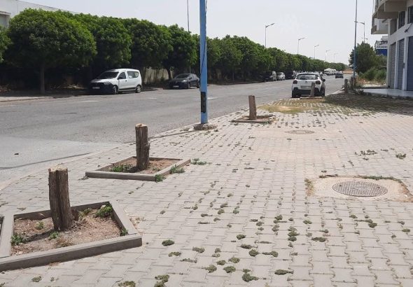 قطع الأشجار