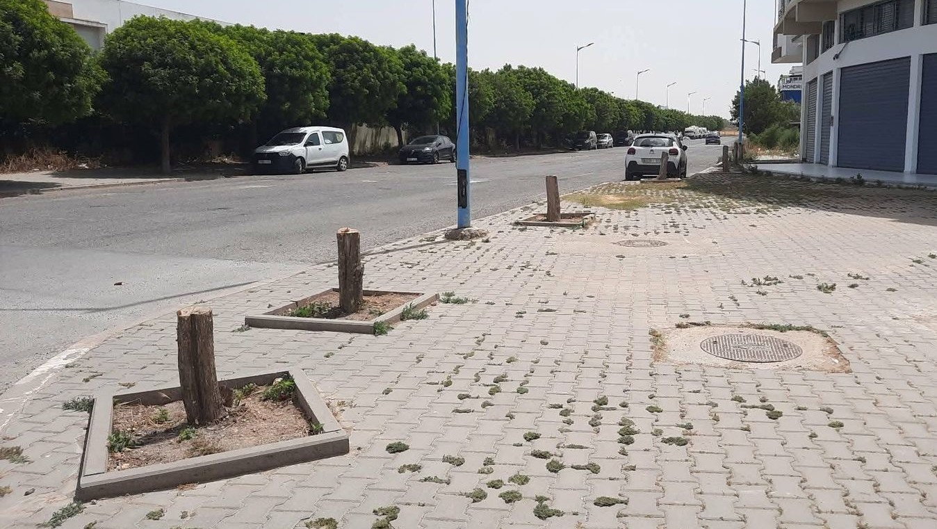 قطع الأشجار
